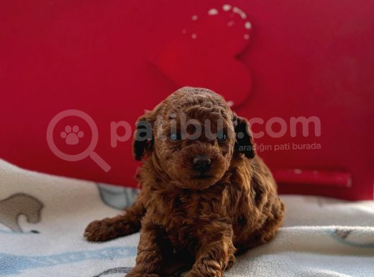 Anne Yanında Orjinal Ve Wc Eğitimli Toy Poodle Bebişim görsel