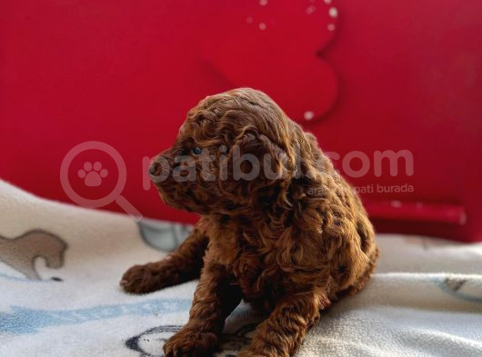 Anne Yanında Orjinal Ve Wc Eğitimli Toy Poodle Bebişim görsel