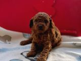 Anne Yanında Orjinal Ve Wc Eğitimli Toy Poodle Bebişim