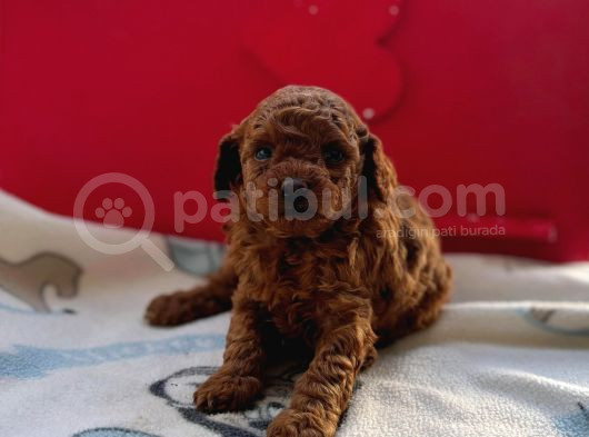 Anne Yanında Orjinal Ve Wc Eğitimli Toy Poodle Bebişim görsel