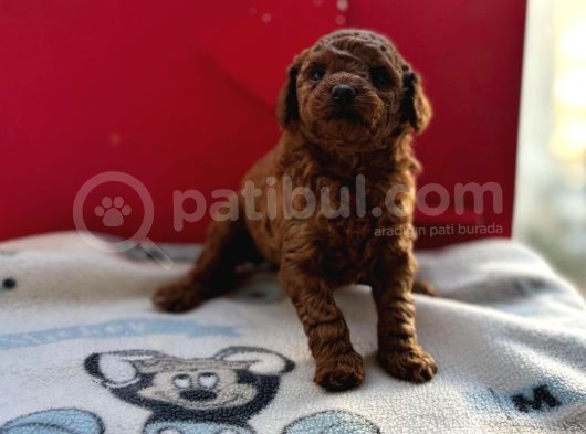 Anne Yanında Orjinal Ve Wc Eğitimli Toy Poodle Bebişim görsel