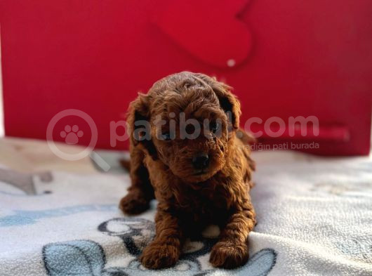 Anne Yanında Orjinal Ve Wc Eğitimli Toy Poodle Bebişim