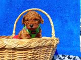 Irk ve sağlık garantili toy poodle yavrularımız