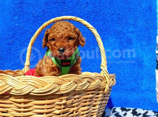 Irk ve sağlık garantili toy poodle yavrularımız