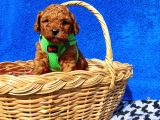 Irk Ve Sağlık Garantili Toy Poodle Yavrularımız