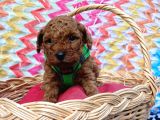 Eşsiz Güzellikteki Toy Poodle Yavrularımız