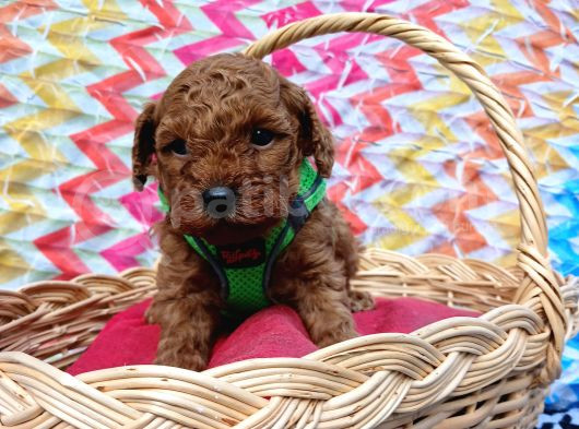 Eşsiz Güzellikteki Toy Poodle Yavrularımız görsel