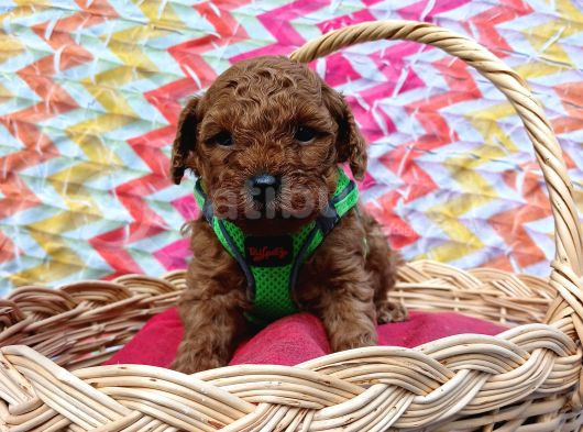 Eşsiz güzellikteki toy poodle yavrularımız