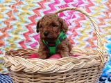Eşsiz Güzellikteki Toy Poodle Yavrularımız