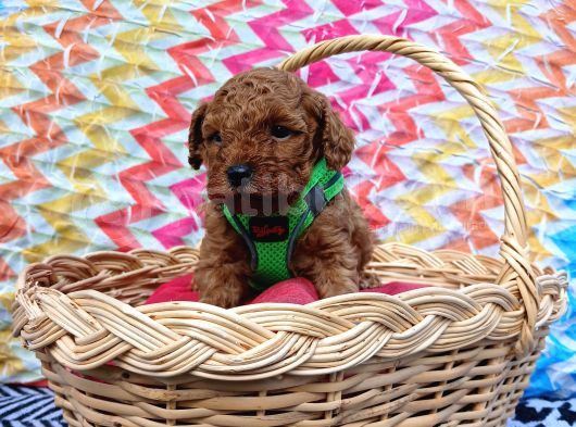 Eşsiz Güzellikteki Toy Poodle Yavrularımız görsel