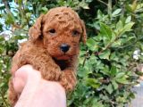 Petibör Tadında Toy Poodle Bebeklerimiz