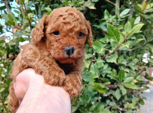 Petibör Tadında Toy Poodle Bebeklerimiz görsel