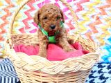 Eşsiz Güzellikteki Toy Poodle Yavrularımız