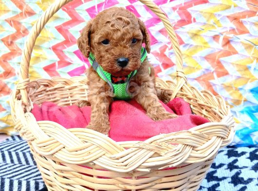 Eşsiz Güzellikteki Toy Poodle Yavrularımız görsel
