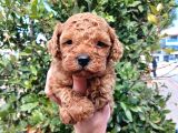 Petibör tadında toy poodle bebeklerimiz