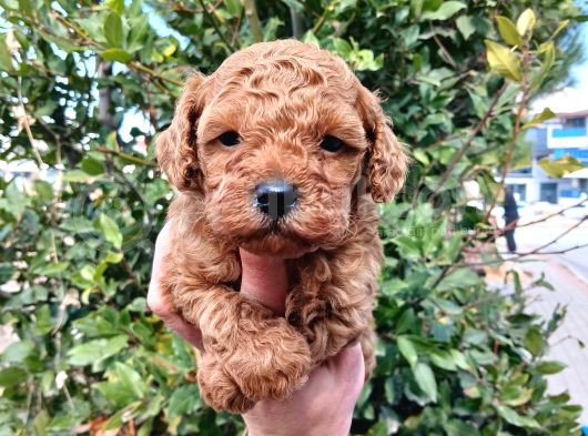 Petibör tadında toy poodle bebeklerimiz