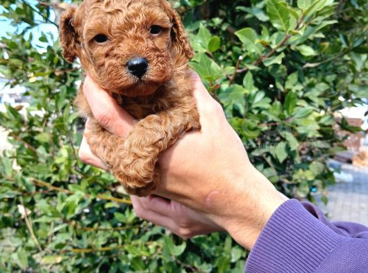 Petibör Tadında Toy Poodle Bebeklerimiz görsel