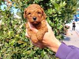 Petibör Tadında Toy Poodle Bebeklerimiz