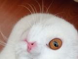 British shorthair bluepoint