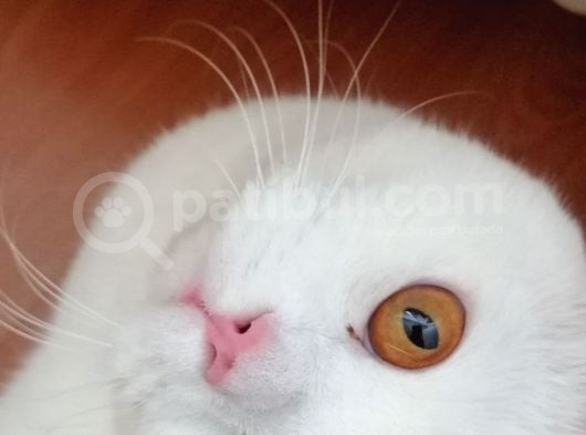 British Shorthair Bluepoint