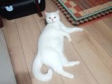 British Shorthair Bluepoint