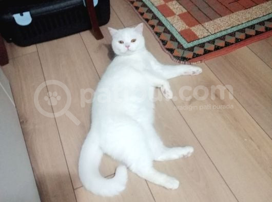 British Shorthair Bluepoint görsel