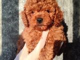 Kahve Tonlu Kıvırcık Safkan Red Toypoodle Yavrular