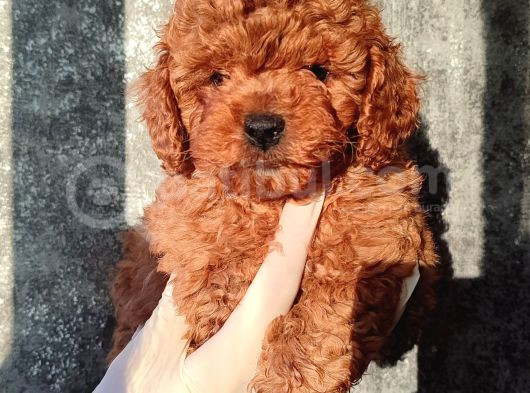 Kahve Tonlu Kıvırcık Safkan Red Toypoodle Yavrular görsel