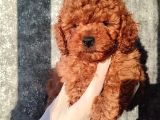 Kahve Tonlu Kıvırcık Safkan Red Toypoodle Yavrular
