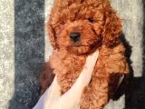Kahve Tonlu Kıvırcık Safkan Red Toypoodle Yavrular