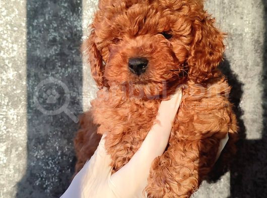 Kahve Tonlu Kıvırcık Safkan Red Toypoodle Yavrular görsel