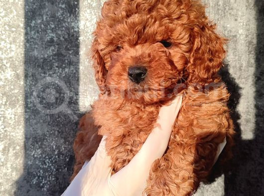 Kahve Tonlu Kıvırcık Safkan Red Toypoodle Yavrular görsel