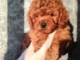 Kahve Tonlu kıvırcık safkan red ToyPoodle yavrular