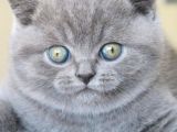 Yusyuvarlak Kafa Gri British Shorthair