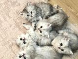 Muhteşem Güzellikte Chinchilla Bebeklerim Yuvalarını Arıyor
