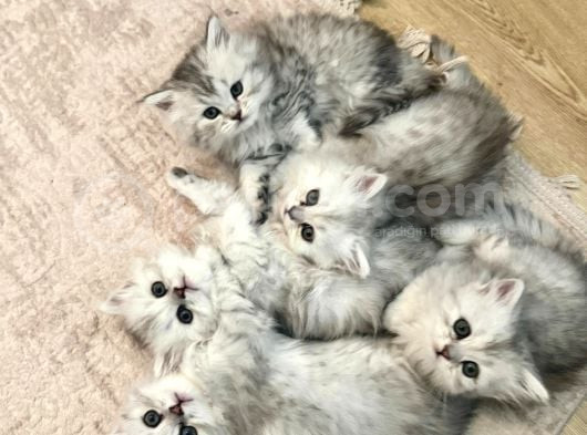 Muhteşem Güzellikte Chinchilla Bebeklerim Yuvalarını Arıyor