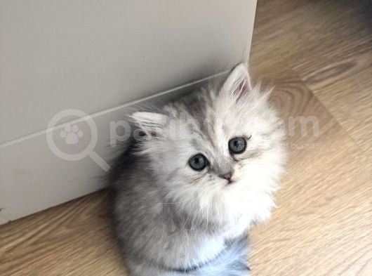 Muhteşem Güzellikte Chinchilla Bebeklerim Yuvalarını Arıyor görsel
