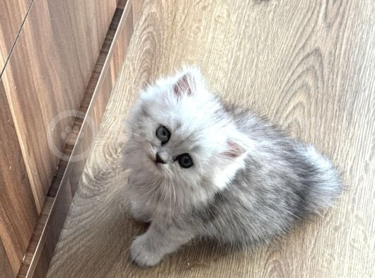 Muhteşem Güzellikte Chinchilla Bebeklerim Yuvalarını Arıyor görsel