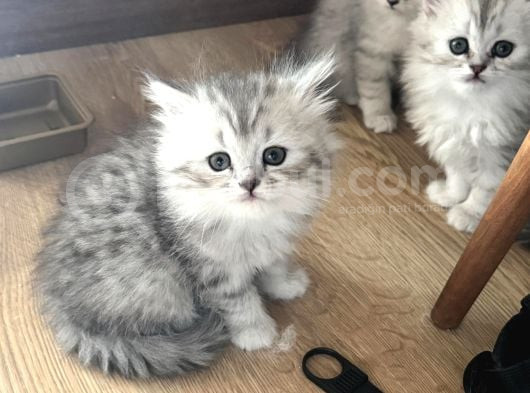 Muhteşem Güzellikte Chinchilla Bebeklerim Yuvalarını Arıyor görsel