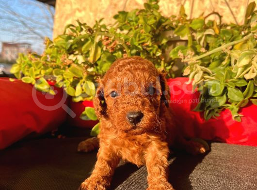 Sağlık Irk Garantili Toy Poodle görsel