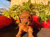 Sağlık Irk Garantili Toy Poodle