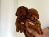 Orji̇nel Kan Hatti Toy Poodle