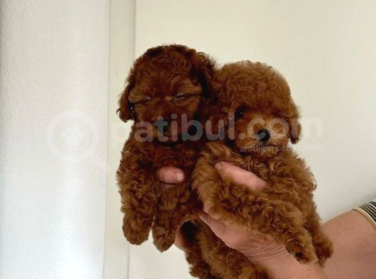 Orji̇nel Kan Hatti Toy Poodle görsel