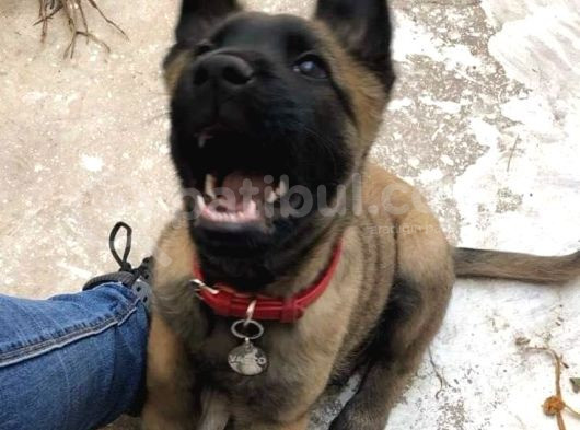 Hirstan Deli̇ye Dönen Belçi̇ka Kurtlari̇ görsel