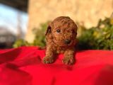 Sağlık ırk garantili toy poodle