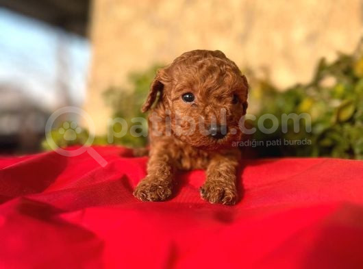 Sağlık Irk Garantili Toy Poodle