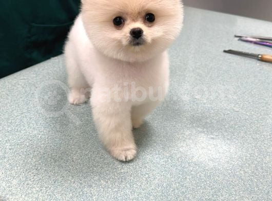 Son Kali̇te Pomeri̇an Boo Yavrum