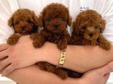 DENİZLİNİN EN GÖZDE POODLE BEBEKLERİ