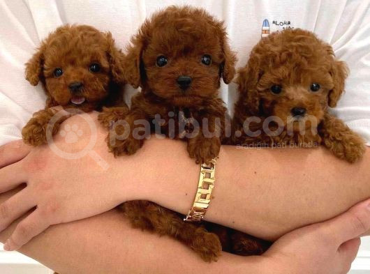 Deni̇zli̇ni̇n En Gözde Poodle Bebekleri̇