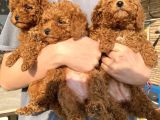 Red Brown Toy Poodle Kizlarim